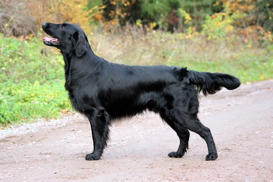 Usko