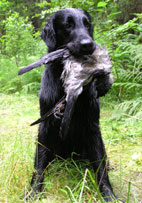 Tristan  