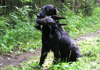Mitzi