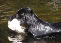 Mitzi
