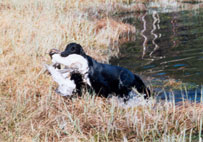 Monica