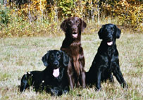 Monica,Mattson,Moritz