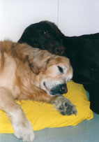 Huuko & Pax