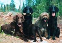 Huuko,H�kan,Mattson,Noah,Monica
