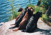 Mattson,H�kan,Huuko,Monica