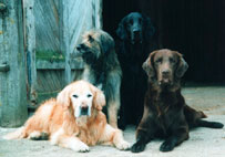 Pax,Noah,H�kan,Huuko