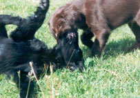 Liisa&Mattson