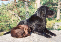 Mattson & H�kan