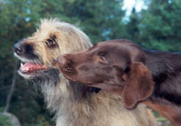 Noah&Mattson&nbsp;