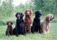 Mattson,H�kan,Huuko,Monica,Noah