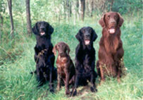 Monica,Mattson,H�kan,Huuko