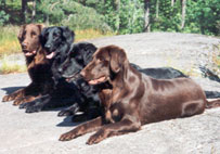 Huuko,Monica,H�kan,Mattson