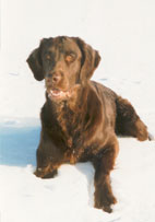 Huuko
