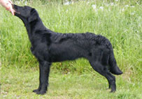 Mitzi 7kk