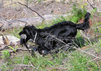 Mitzi hakualueella