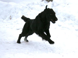 Zumo