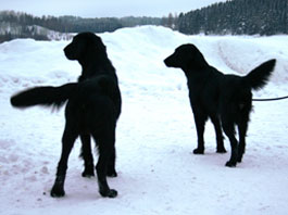 Ellis & Zumo