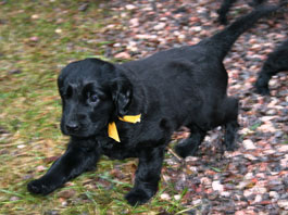 5,5 weeks