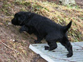 5,5 weeks