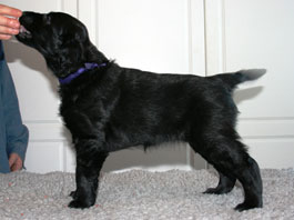 6,5 weeks