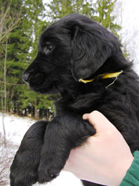 6,5 weeks