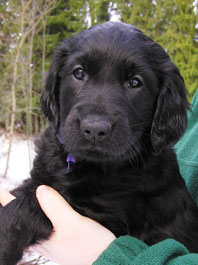 6,5 weeks