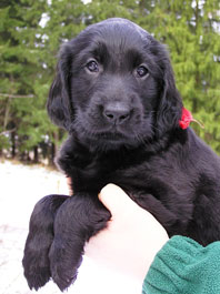 6,5 weeks