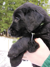 6,5 weeks