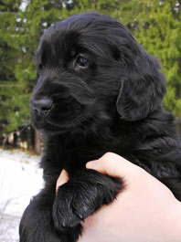 6,5 weeks