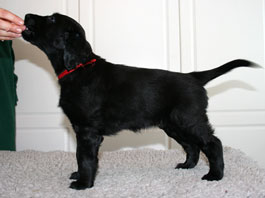6,5 weeks