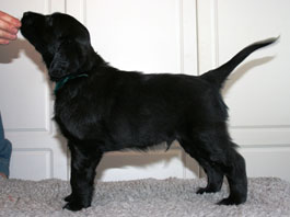 6,5 weeks