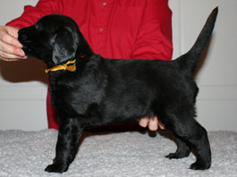 5 weeks