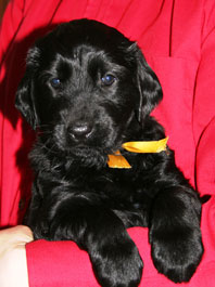 5 weeks