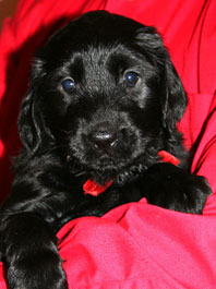 5 weeks