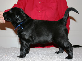 5 weeks