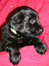 5 weeks