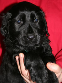 5 weeks