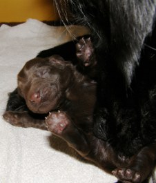 Puppies 1. week