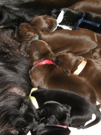 Puppies 1. week