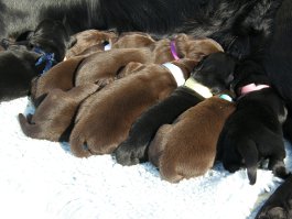 Puppies 1. week