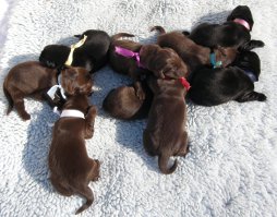 Puppies 1. week