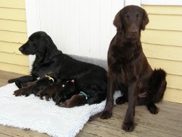 Puppies 1. week