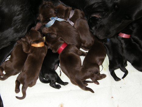 Pipsa and puppies