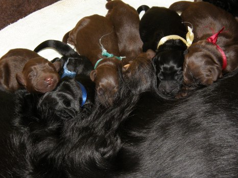 Pipsa and puppies