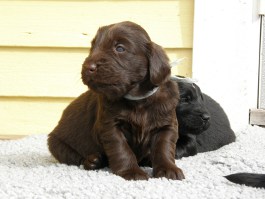 Puppies 3,5 weeks