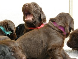 Puppies 3,5 weeks