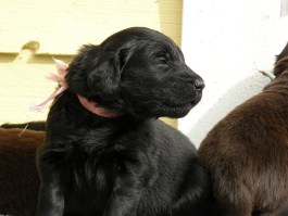 Puppies 3,5 weeks