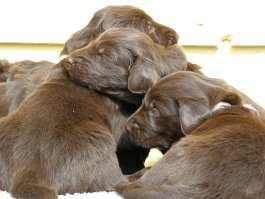 Puppies 3,5 weeks