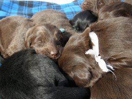 Puppies 3 weeks