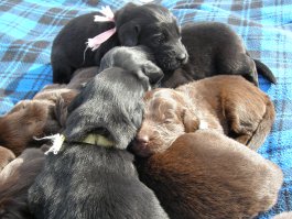 Puppies 3 weeks